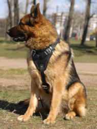 K9 Hundegeschirr aus Leder für Deutscher Schäferhund K9 Hundegeschirr aus Leder für Deutscher Schäferhund